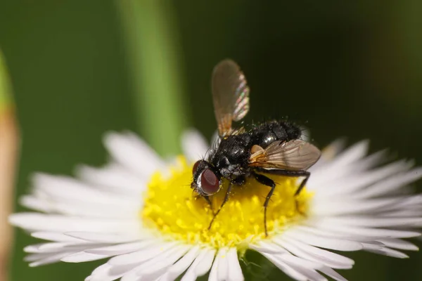 Macro Pequeña Flor Mullida Mosca Lecanipa Bicincta Con Cuerpo Negro —  Fotos de Stock