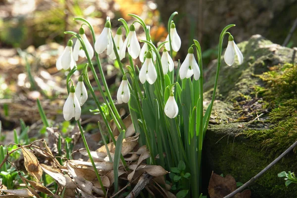  Kuzey Kafkasya 'nın dağlarında yetişen beyaz çiçekler ve yeşil yapraklarla Galanthus' un Şubat ayındaki kar damlaları                              