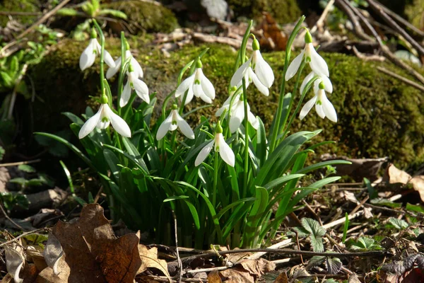 Kuzey Kafkasya 'nın eteklerinde yetişen yeşil yapraklı Galanthus lagodechianus ilkbahar kar damlaları                               