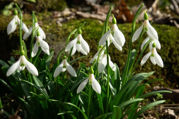 Kuzey Kafkasya 'nın eteklerinde yetişen yeşil yapraklı Galanthus lagodechianus türünün ilkbahar kar damlaları                               