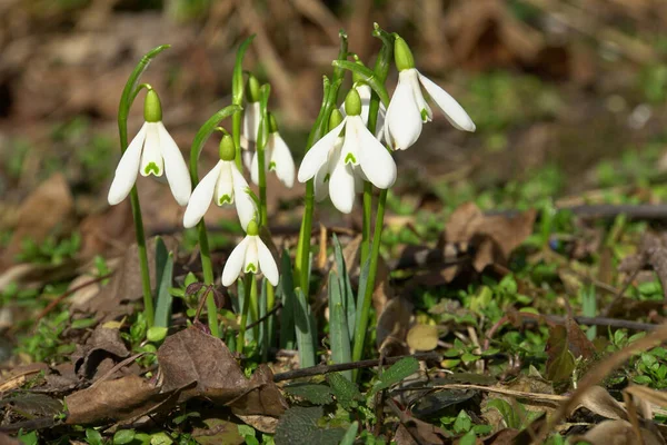  Kuzey Kafkasya 'nın eteklerinde yetişen beyaz çiçekler ve yeşil yapraklarla Galanthus bortkewitschianus, Şubat Kafkasya' nın Şubat ayındaki Kafkasya 'ya özgü çam çiçekleri.