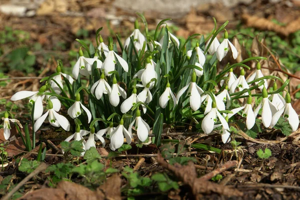 Kuzey Kafkasya 'nın eteklerinde yeşil yapraklar ve beyaz çiçeklerle bezenmiş Kafkas kar damlası Galanthus lagodechianus