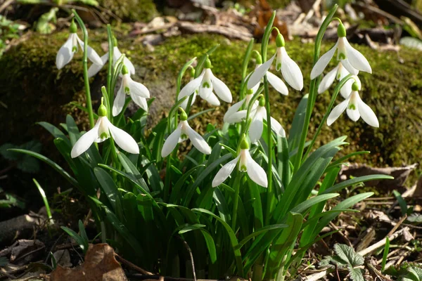  Kuzey Kafkasya 'nın eteklerinde yeşil yaprakları ve beyaz çiçekleri olan Kafkas kar damlası Galanthus lagodechianus