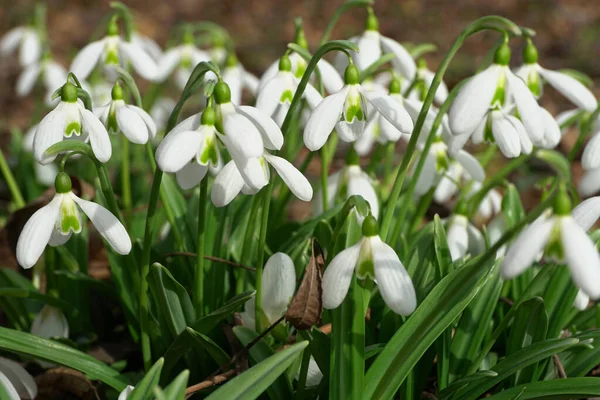 Kuzey Kafkasya 'nın eteklerinde yetişen yeşil yapraklı Galanthus lagodechianus' un bahar mevsimi genç kar damlaları