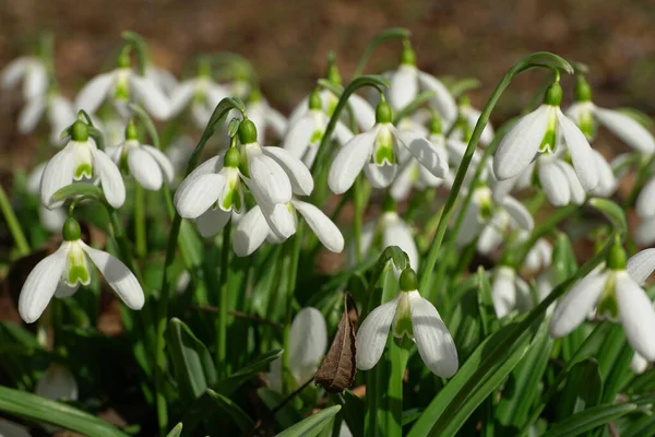  Kuzey Kafkasya 'nın eteklerinde yetişen yeşil yapraklı, nadir bulunan Galanthus lagodechianus türünün genç Kafkas ilkbahar çuha çiçekleri.                              