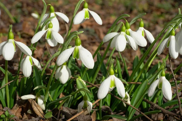 Kuzey Kafkasya 'nın eteklerinde, beyaz çiçekli ve yeşil yapraklı Kafkas çuha çiçeğinin çalılığına yakın plan.                               