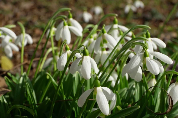Kuzey Kafkasya 'nın eteğindeki dağlık ormanda baharda beyaz çiçekler ve yeşil yapraklarla Kafkasya' nın genç bir çalılığına yakın çekim.                               
