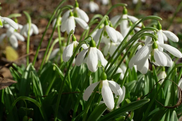 Kuzey Kafkasya 'nın dağ eteklerindeki yeşil yaprakları ve beyaz çiçekleri olan Galanthus lagodechianus' un bahar mevsimindeki genç çalılığına yakın plan.                               