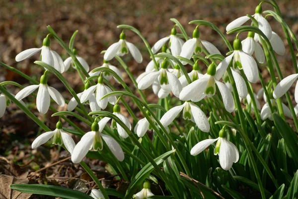Kuzey Kafkasya 'nın eteğindeki dağ eteklerinde beyaz çiçekler ve yeşil yapraklarla kaplı Galanthus lagodechianus' un beyaz çiçekleri.                               