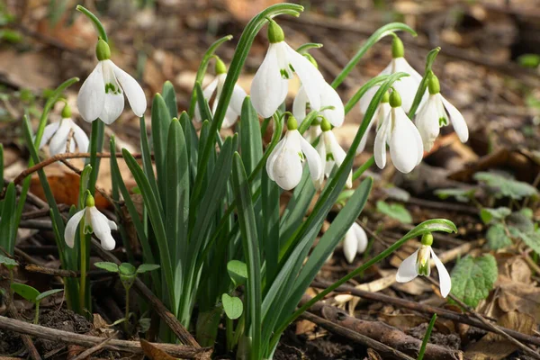 Kuzey Kafkasya 'nın eteklerinde beyaz çiçekli ve yeşil yapraklı Galanthus lagodechianus' un ilkbahar çalıları                               