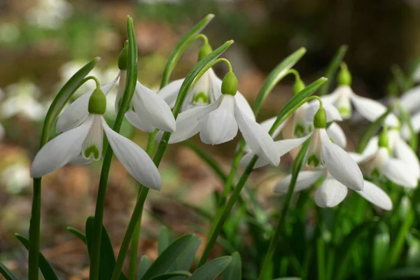  Kafkas kar damlası Galanthus lagodechianus 'un beyaz çiçeklerine yakın çekim Kuzey Kafkasya ormanının eteklerinde yeşil yapraklar ile                              