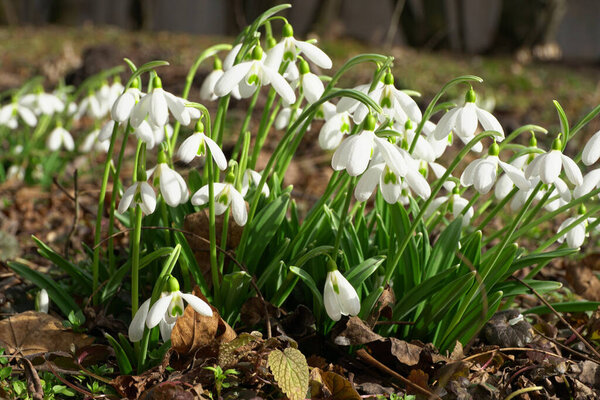 Young snowdrops Galanthus lagodechianus with white flowers and green leaves growing in the foothill forest of the North Caucasus                               