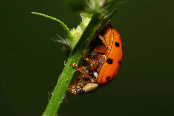 Macro Uma Joaninha Vermelha Harmonia Axyridis Com Manchas Pretas Sentadas — Fotografia de Stock