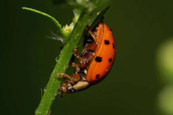 Macro Red Ladybug Harmonia Axyridis Black Spots Sitting Green Blade — Stock Photo, Image