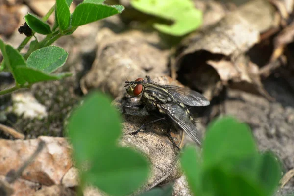 Nahaufnahme Einer Frühlingsgrau Gestreiften Fliege Sarcophaga Carnaria Mit Roten Augen — Stockfoto