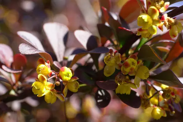 Macro Yellow Spring Flowers Red Form Barberry Berberis Carberg Cultivar — Stock Photo, Image