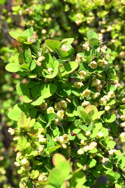  Kuzey Kafkasya 'nın eteklerinde yetişen sarı çiçeklerle Berberis thunbergii Cultivar Erectra' nın bahar dalları                              