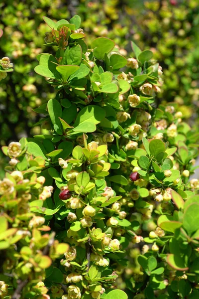 Ramas Primavera Las Variedades Berberis Thunbergii Agracejo Erectra Con Flores — Foto de Stock