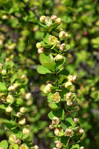  Kuzey Kafkasya 'nın eteklerindeki dağ eteklerinde Erectra çeşitliliğindeki altın rengi Berberis thunbergii' nin yakın çekimi.                              