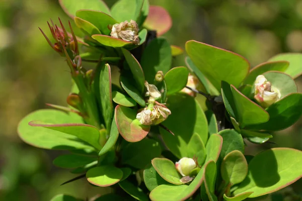 Bahar Makrosunun çiçek açması Kuzey Kafkasya eteklerindeki dağ eteklerinde çiçeklerle Berberis thunbergii Cultivar Erectra                               