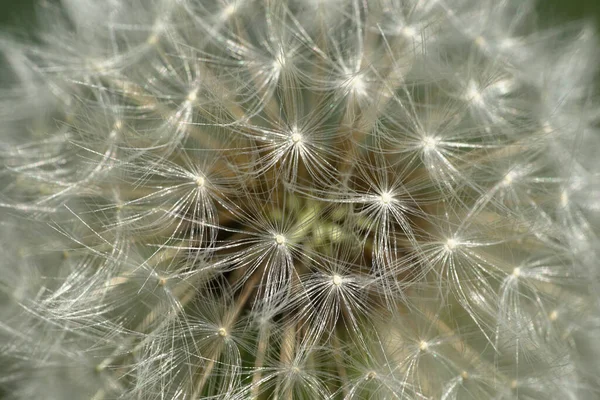 Μακρο Της Λευκής Ταξιανθίας Του Taraxacum Officinale Dandelion Σπέρματα Που — Φωτογραφία Αρχείου