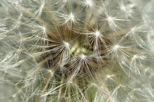 Makro Vit Blomstã Llning Frã Kaukasiska Maskros Taraxacum Officinale Xer — Stockfoto