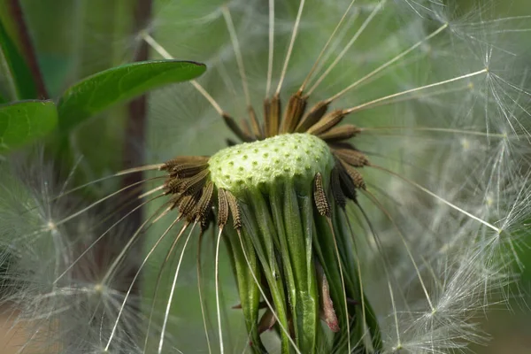 Inflorescencia Macro Semillas Marrones Diente León Caucásico Taraxacum Officinale Creciendo —  Fotos de Stock