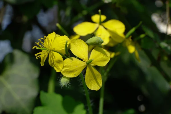 Primer Plano Las Inflorescencias Primaverales Celidonia Chelidonium Majus Con Flores — Foto de Stock