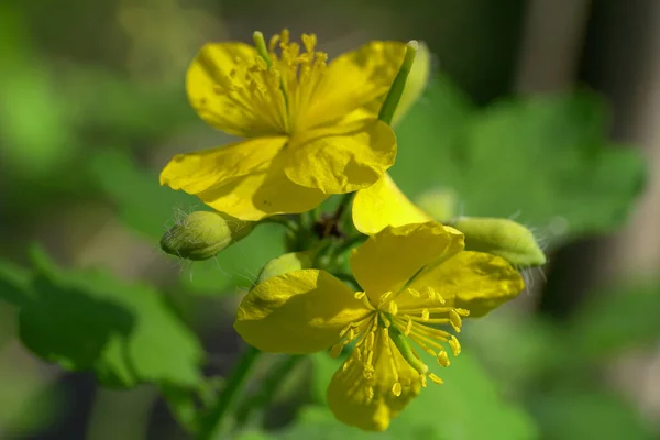 Macro Spring Inflorescences Celandine Chelidonium Majus Yellow Flowers Growing Meadow — Stock Photo, Image