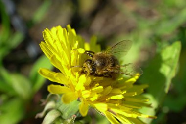 Bahar arısı Macro 'su Apis mellifera Kuzey Kafkasya' nın eteklerinde sarı bir karahindiba çiçeği üzerinde polen ve nektar toplar.                               
