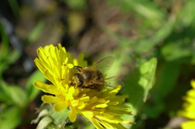  Bahar arısı Apis mellifera 'nın yakın çekimi Kuzey Kafkasya' nın eteklerindeki Taraxacum officinale sarı karahindiba çiçeğine polen ve nektar toplar.                               