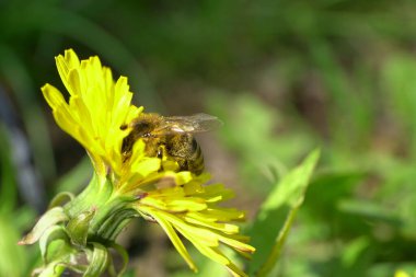 Apis mellifera arısına yakın çekim. Kuzey Kafkasya 'nın eteklerindeki bir çayırda sarı bir Taraxacum nikah çiçeği üzerinde polen ve nektar topluyor.                              