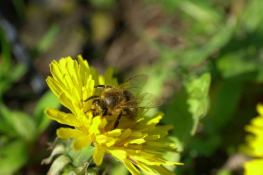 Kuzey Kafkasya 'nın eteklerindeki bir çayırda sarı bir karahindiba çiçeğindeki Kafkas kahverengi arısı Apis mellifera' nın yakın çekimi.                              