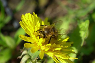Kuzey Kafkasya 'nın eteklerindeki bir çayırda, sarı bir karahindiba çiçeğindeki beyaz kahverengi arı Apis mellifera.                              