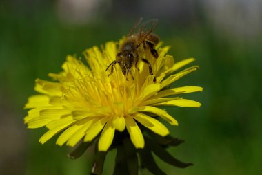 Bahar arısı makarnası Apis mellifera, Kuzey Kafkasya 'nın eteklerindeki bir çayırda sarı bir karahindiba çiçeğinde polen ve nektar topluyor.                               