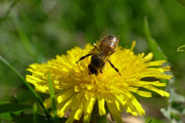 Yumuşak bir arı makrosu Apis mellifera Kuzey Kafkasya 'nın eteklerindeki bir çayırda sarı bir Taraxacum çiçeği üzerinde polen ve nektar topluyor.                               