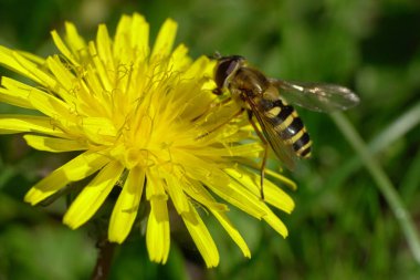  Macro genç bahar uçan kanat sineği Dasysyrphus venustus Kuzey Kafkasya 'nın eteklerindeki Taraxacum officinale sarı bir karahindiba çiçeğine polen ve nektar toplar.
