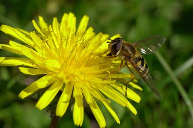  Kuzey Kafkasya 'nın eteklerindeki Taraxacum officinale' de bahar sarısı karahindiba çiçeğinin üzerinde siyah ve sarı uçan kanatlı Dasysyrphus venustus 'un makro' su.