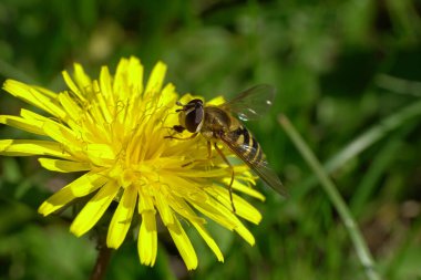 Siyah ve sarı çizgili uçan kanat sineği Dasysyrphus venustus 'un Macro' su bahar sarısı karahindiba çiçeği Taraxacum officinale Kuzey Kafkasya 'nın eteklerinde 