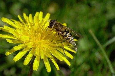 Yakın plan genç çizgili hoverfly Dasysyrphus venustus sarı bir karahindiba çiçeği üzerinde Taraxacum officinale Kuzey Kafkasya eteklerinde