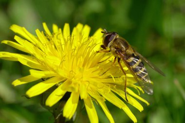 Yakın çekim uçan genç Dasysyrphus venustus Kuzey Kafkasya eteklerindeki Taraxacum officinale sarı bir karahindiba çiçeğine polen ve nektar topluyor. 