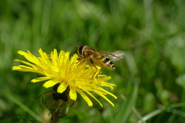 Genç bir uçan sinek olan Dasysyrphus venustus 'un makro' su Kuzey Kafkasya 'nın eteklerinde bulunan sarı karahindiba çiçeği Taraxacum officinale üzerinde polen ve nektar topluyor.