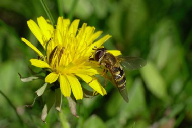 Kuzey Kafkasya 'nın eteklerinde bulunan Taraxacum officinale adlı sarı karahindiba çiçeğinin üzerinde polen ve nektar toplayan bahar çizgili hoverfly Dasysyrphus venustus' un makro 'su.