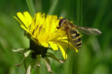 Kuzey Kafkasya 'nın eteklerindeki Taraxacum officinale' de sarı bir karahindiba çiçeğinin üzerindeki çizgili siyah ve sarı uçan kanat sineği Dasysyrphus venustus.
