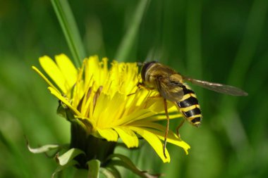 Siyah ve sarı hoverfly maketi Dasysyrphus venustus sarı karahindiba çiçeği Taraxacum officinale üzerinde polen ve nektar topluyor Kuzey Kafkasya 'nın eteklerinde