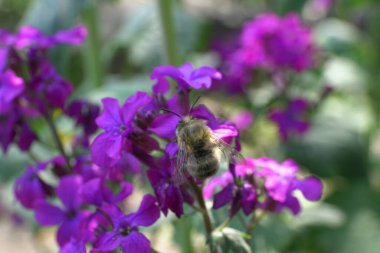 Kuzey Kafkasya 'nın eteklerindeki Lunaria Annua' nın mor çiçeklerinden polen ve nektar toplar.