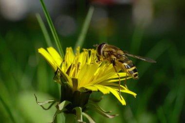 Yakın plan uçan Dasysyrphus venustus Kuzey Kafkasya 'nın eteklerinde bulunan Taraxacum officinale adlı sarı bir karahindiba çiçeğine polen ve nektar topluyor. 