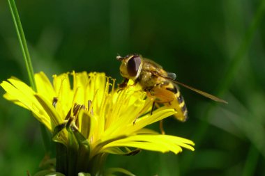 Bahar çizgili uçan sinek makarnası Dasysyrphus venustus sarı karahindiba çiçeği Taraxacum officinale üzerinde polen ve nektar topluyor Kuzey Kafkasya 'nın eteklerinde