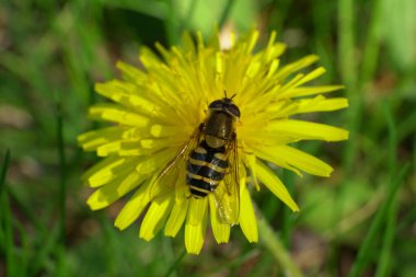  Kuzey Kafkasya 'nın eteklerindeki Taraxacum officinale adlı sarı karahindiba çiçeğinin üzerinde polen ve nektar toplayan uçan küçük bahar sineği Dasysyrphus venustus' un yakın çekimi