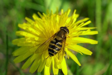 Kuzey Kafkasya eteğindeki eteklerde bulunan sarı karahindiba çiçeği Taraxacum officinale üzerinde polen ve nektar toplayan küçük bir bahar uçan kanatlı Dasysyrphus venustus 'un makro' su.